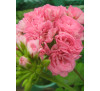 Пеларгонія зональна Australien Pink Rosebud